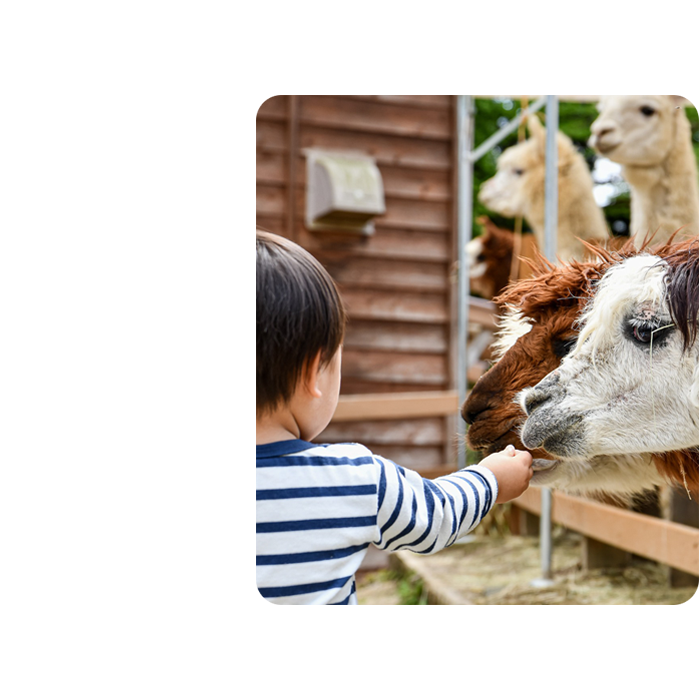 Visitor Attraction - Petting Zoo